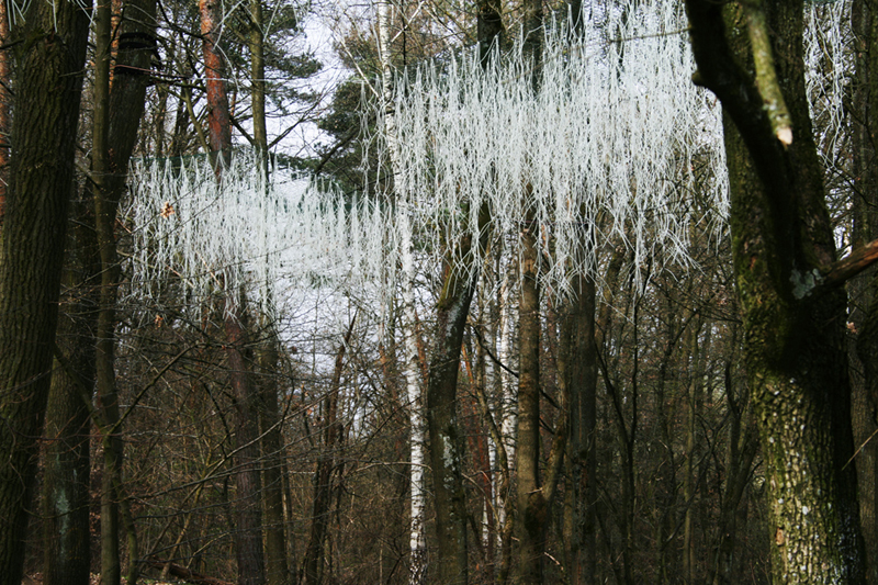 waldlicht
