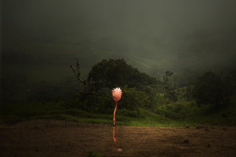 Lost Flamingos in the Cloud Forest
